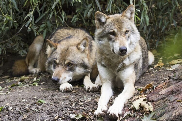 Madrid hoy domingo 22 junio manifestación defensa del lobo 12:30 en Atocha