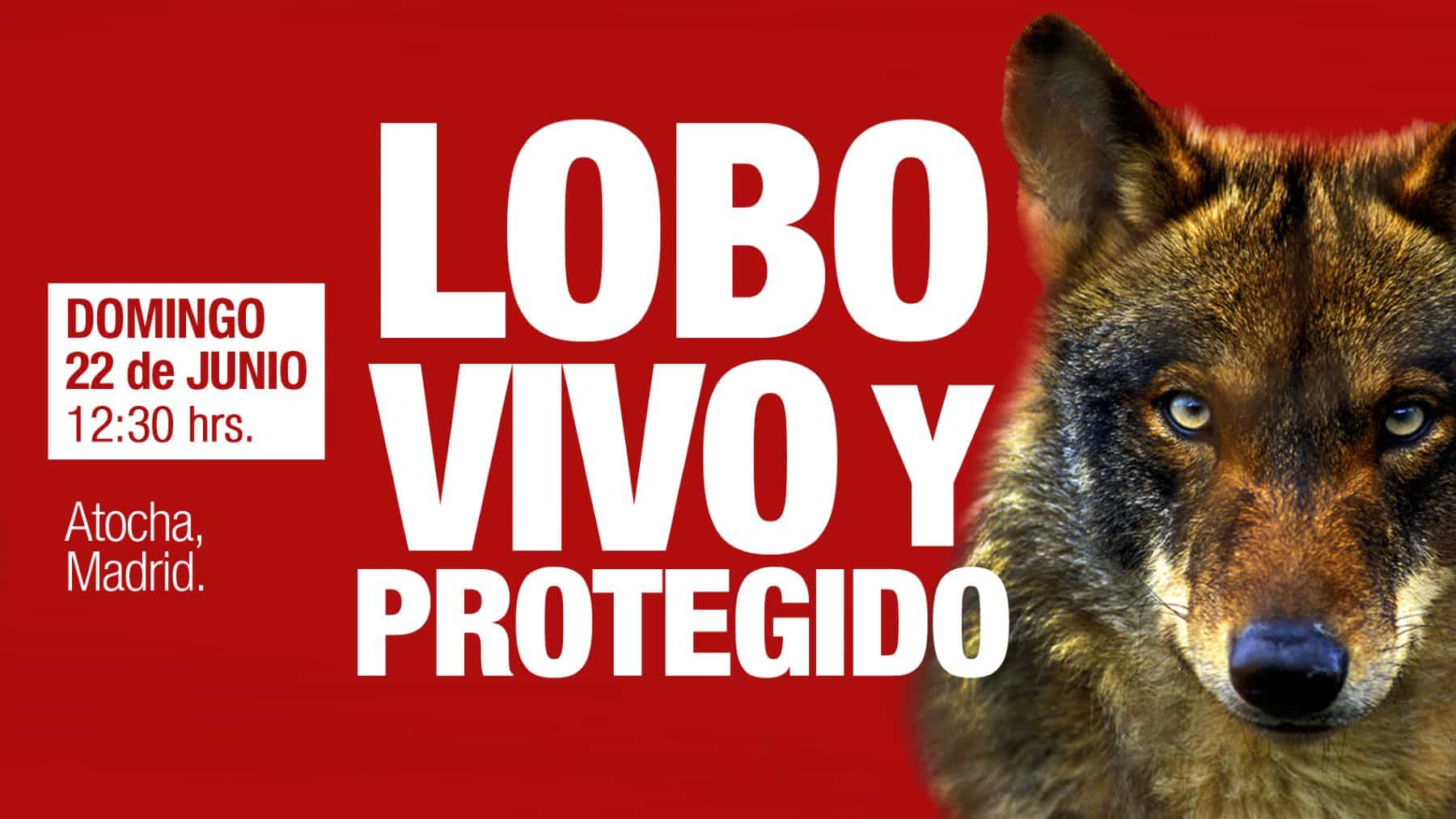 Madrid protesta lobo éxito