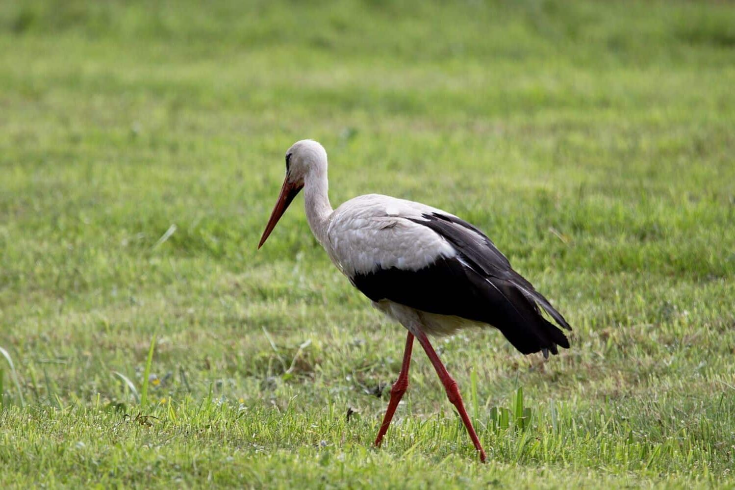 cigüeñas blancas contaminación macroplásticos