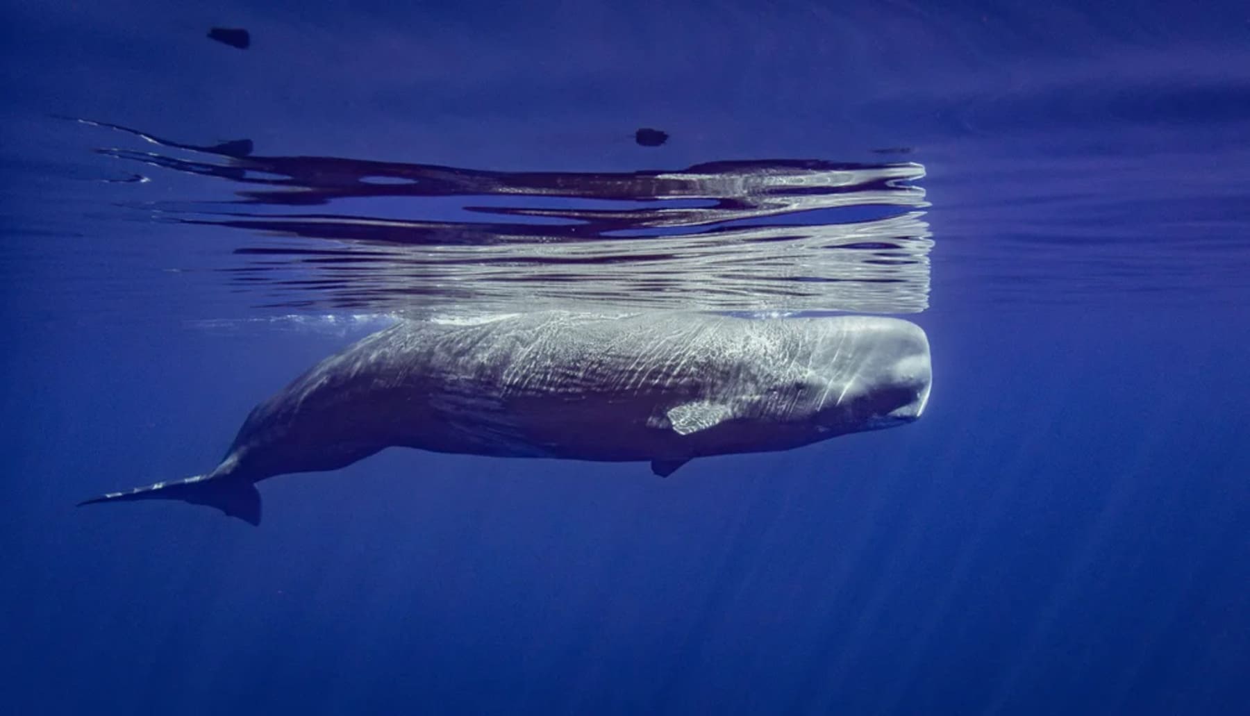 Niza emplazando a una alianza conjunta y global para cuidar de la salud de los oceános