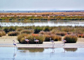 OK a diversas propuestas de los Ayuntamientos en Doñana