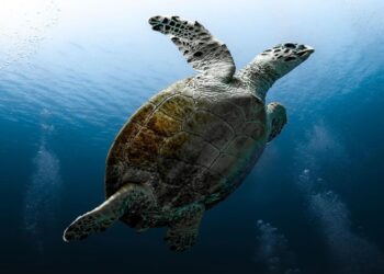 'Ocean Decade Collaborative Centre' el protagonismo de Barcelona en el Decenio del Océano de la Unesco