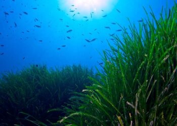 Posidonia oceánica Mediterráneo