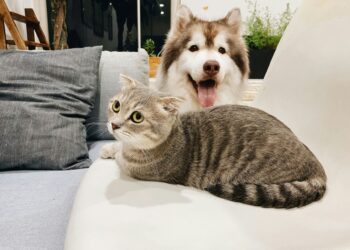 Perros gatos protegido normas UE
