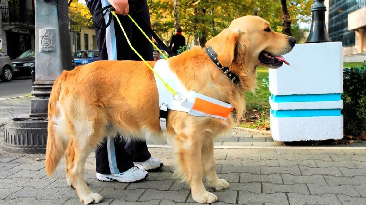 ley los perros asistencia bienvenidos