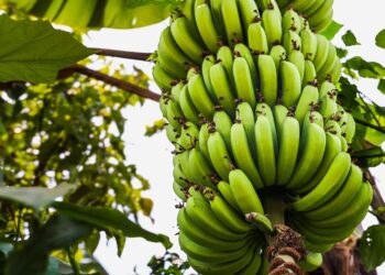 Proyecto CropSafe para los cultivos sustituyendo pesticidas tóxicos por sustancias activas y sostenibles