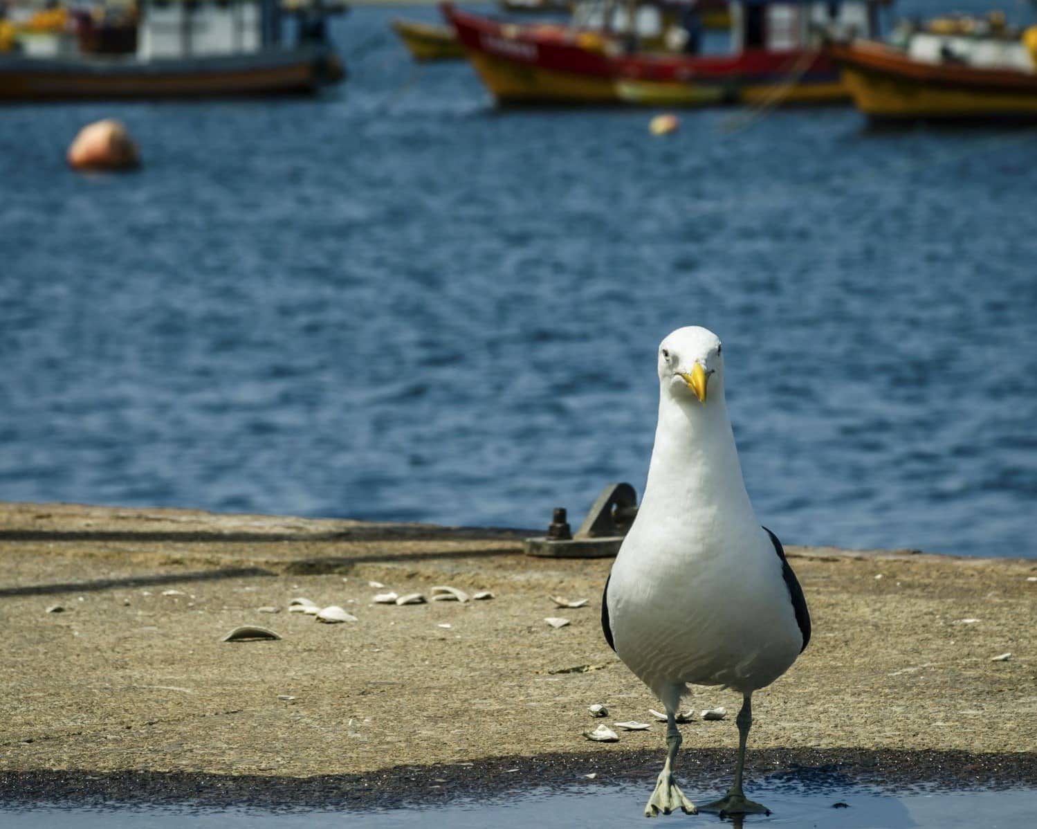 Maraves conservar aves marinas