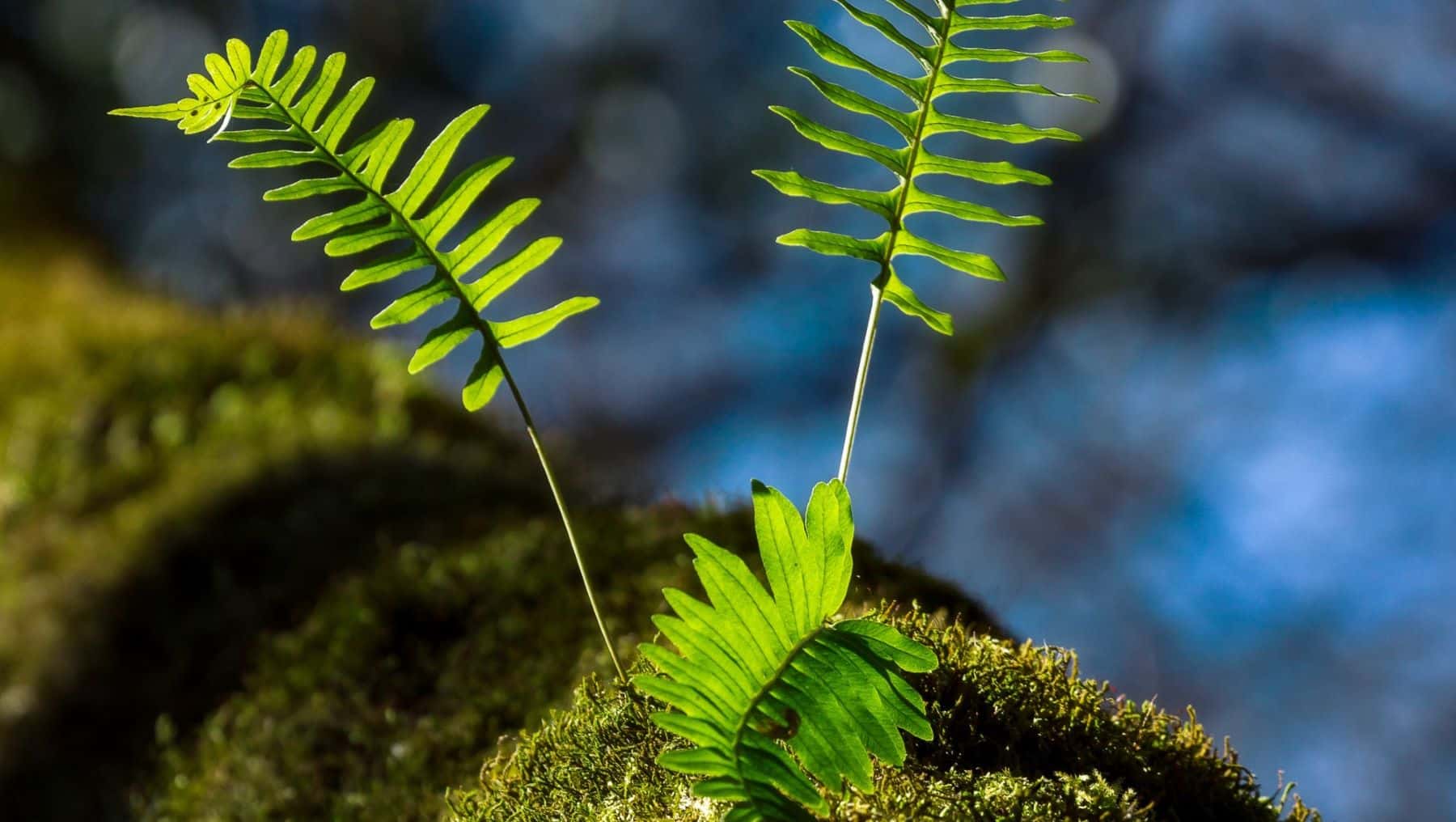 Naturefin Badajoz protección biodiversidad