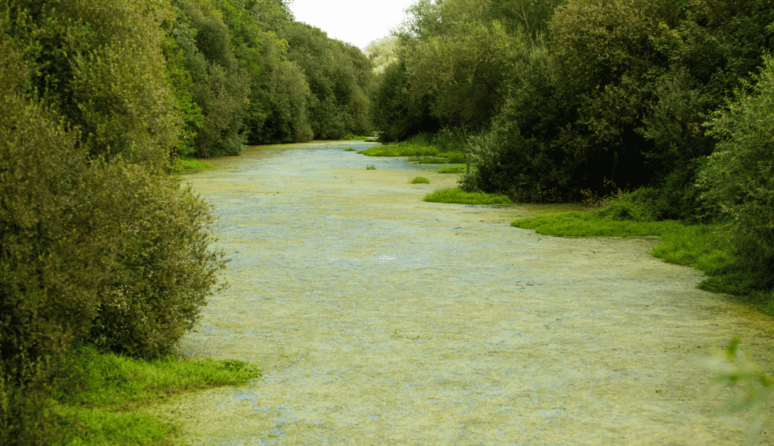 contaminación ganadería industrial Galicia