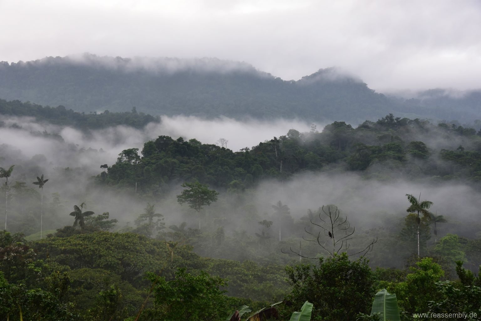 biodiversidad Chocó ecuatoriano