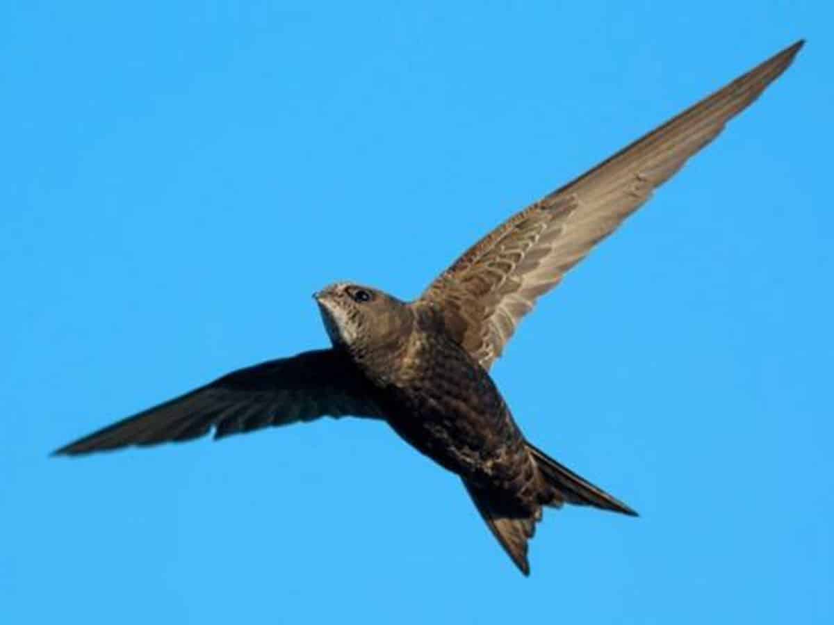 Red Vencejos Toledo calor aves