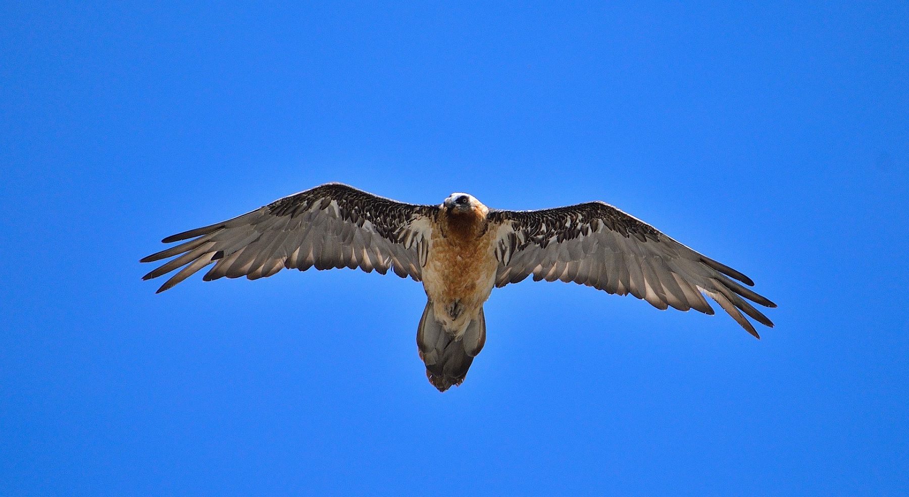 quebrantahuesos Andalucía Picos Europa