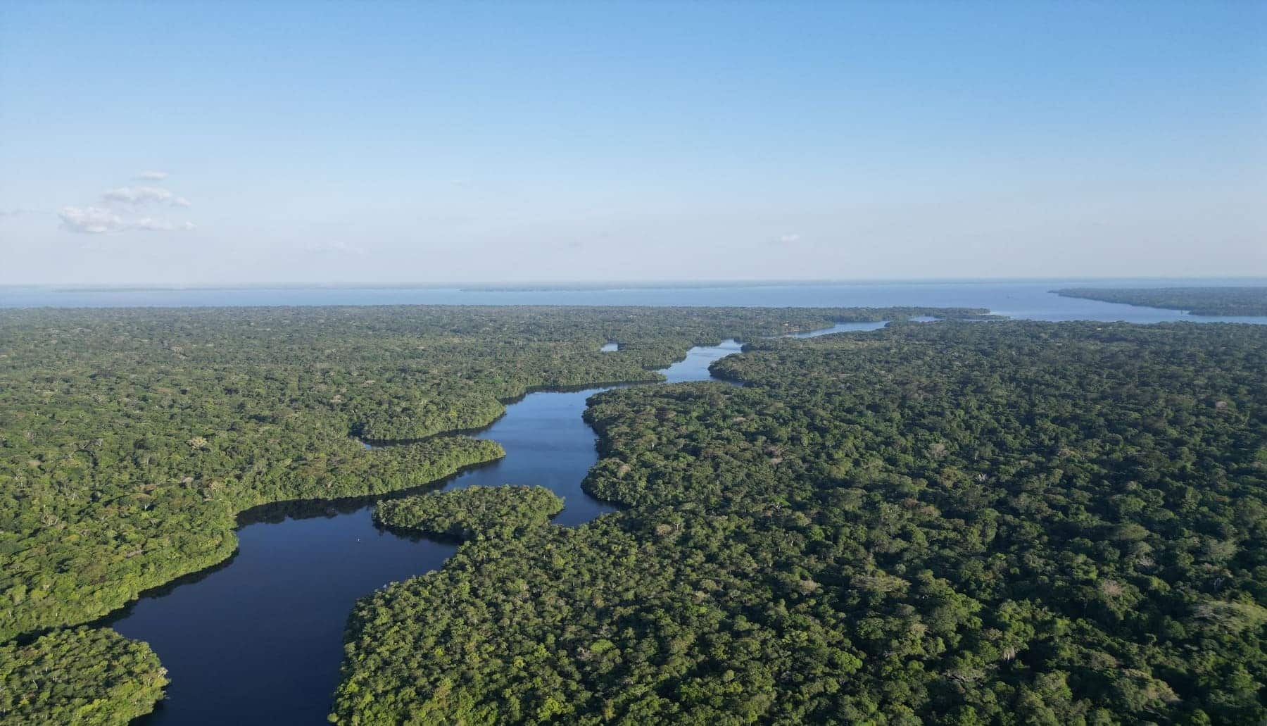 Selva Amazónica: los árboles pequeños soportan la sequía pero los más grandes mueren