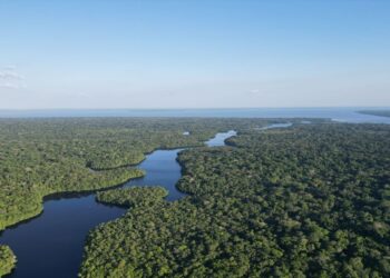Selva Amazónica: los árboles pequeños soportan la sequía pero los más grandes mueren