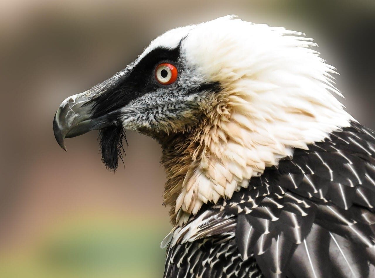 Sierra Nevada quebrantahuesos
