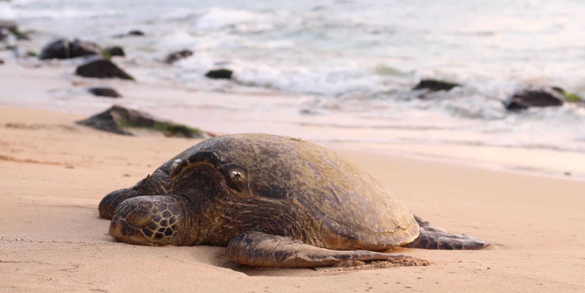 tortuga boba puesta 100 huevos Costa Brava