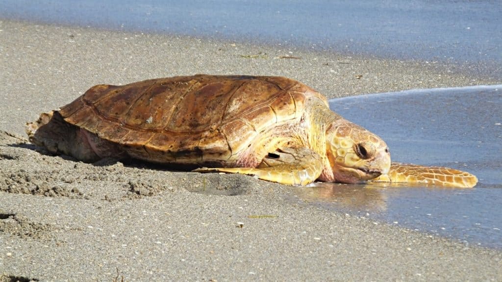 Tarragona regresan mar 24 últimas tortugas nacidas playa Savinosa