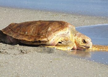 Tarragona regresan mar 24 últimas tortugas nacidas playa Savinosa