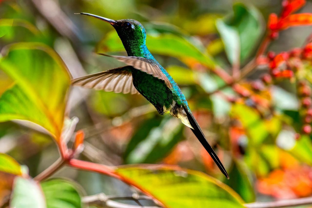 dialogos mutis biodiversidad 2025