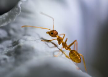especies hormigas España