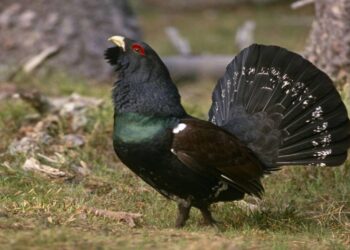 Todo sobre la población actual del urogallo cantábrico en España