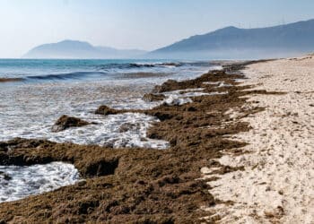 Transición Ecológica quiere frenar la especie invasora ‘Rugulopteryx Okamurae’ un alga exótica que se expande por las costas españolas