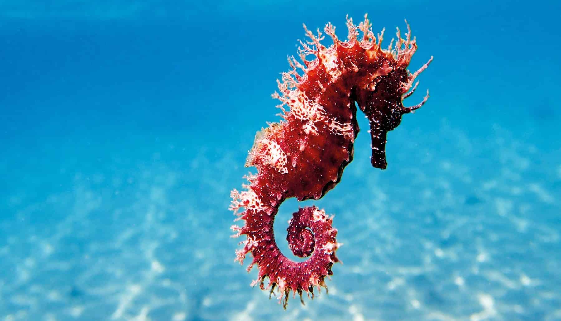 UE lanza un llamamiento para cumplir la parte que nos toca en el cuidado del mar y los océanos