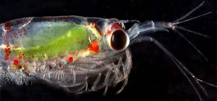 UNOC3 océanos plancton organismos diminutos