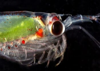 UNOC3 océanos plancton organismos diminutos