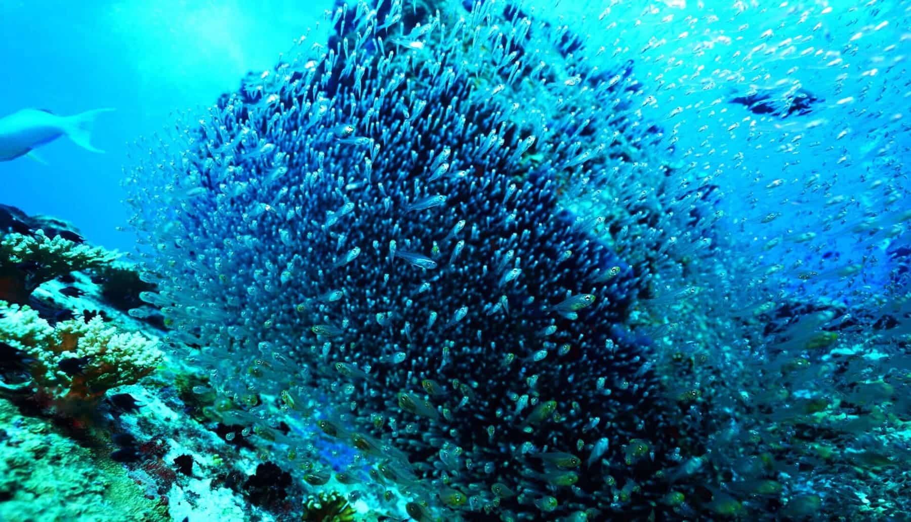 UNOC3 urge la protección marina, frenar la contaminación, regular la alta mar y financiar a las naciones insulares vulnerables