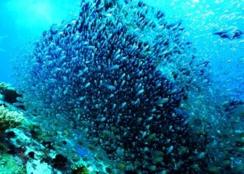 UNOC3 urge la protección marina, frenar la contaminación, regular la alta mar y financiar a las naciones insulares vulnerables