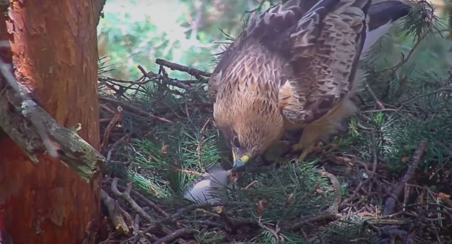 águila calzada pollito