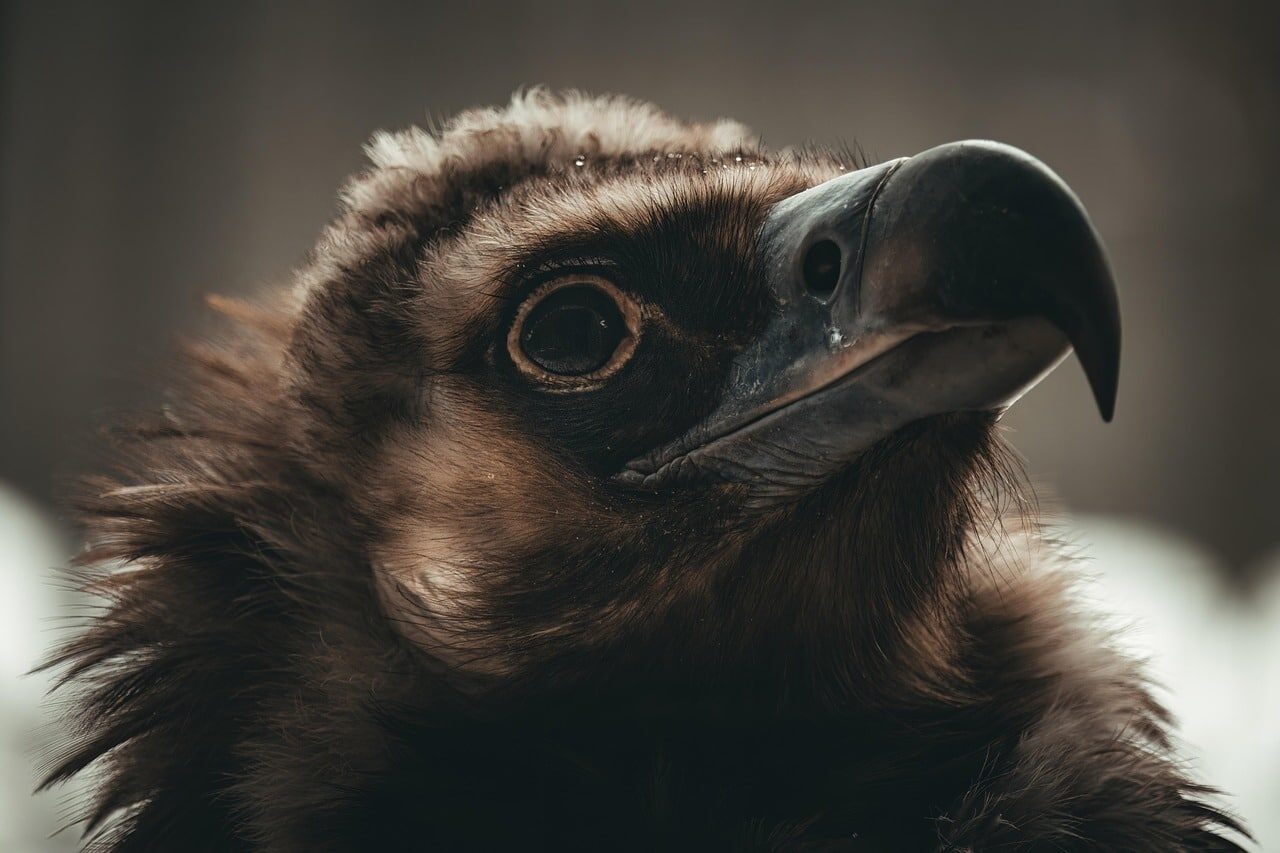 Cataluña atraer buitres negros