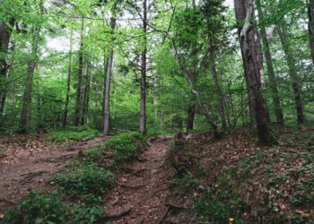 alerta temprana forestal