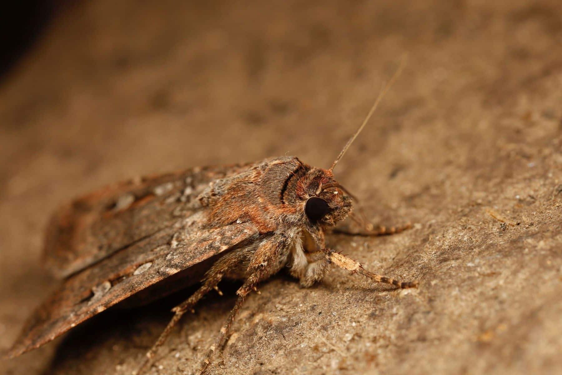 polilla australiana cielo estrellado