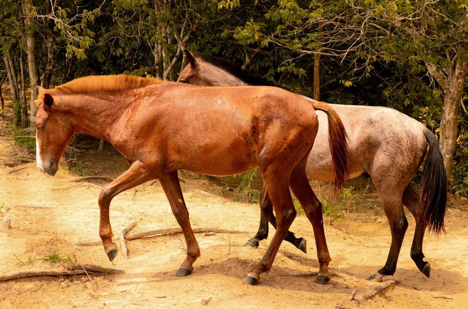 marisma Doñana Saca Yeguas