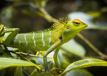 Día Internacional Bosques Tropicales 2025