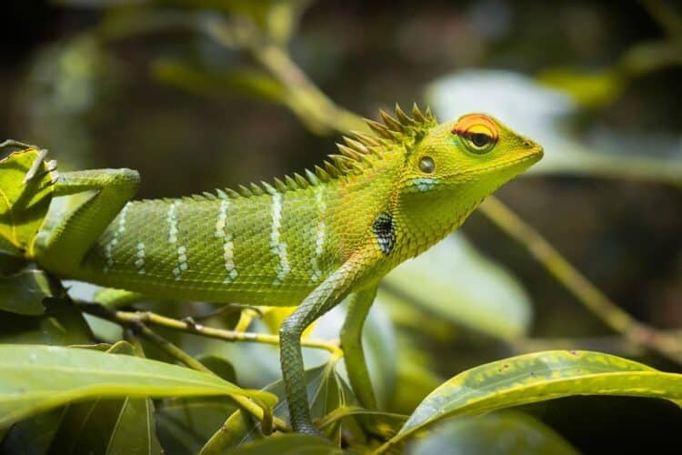 Día Internacional Bosques Tropicales 2025