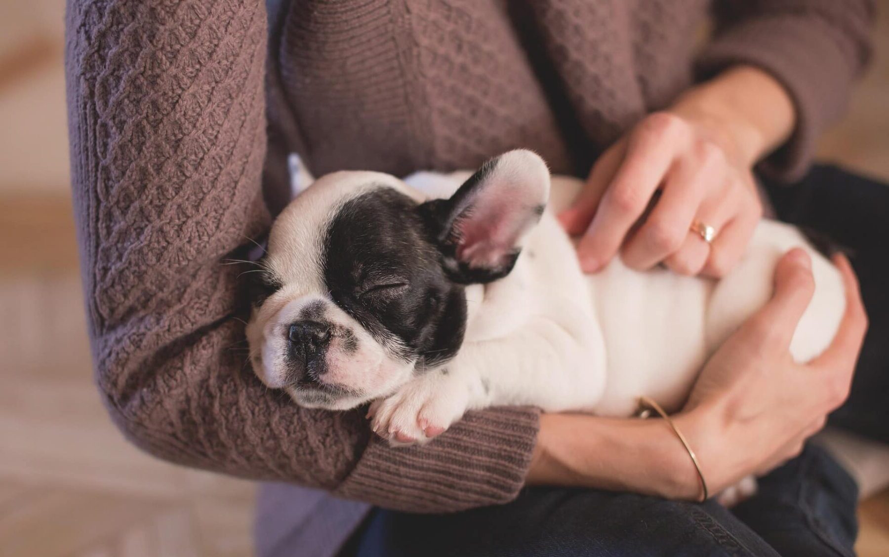 Premios Nacionales Protección Animal