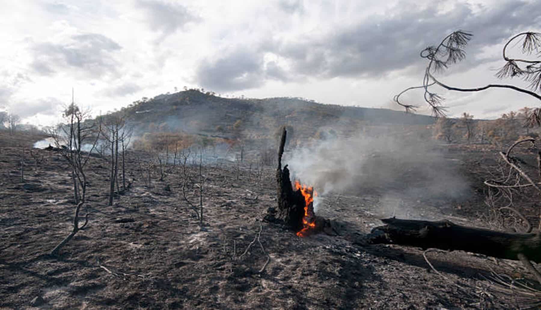 ¿Qué sabes de los incendios forestales buenos