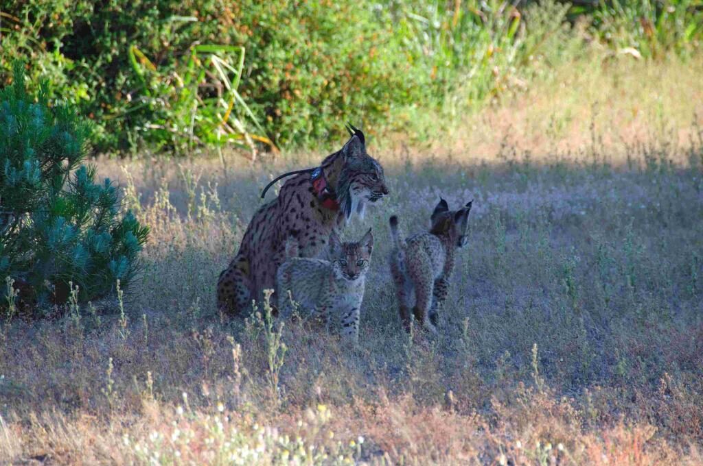Alianza Verde exige continuidad Programa LIFE