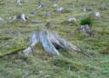 Amazonía brasileña alertas deforestación