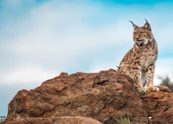 Andalucía apuesta por un nuevo ‘Proyecto LIFE LynxConnect’ para consolidar la red de hábitats del lince ibérico