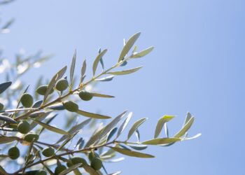 Andalucía pone en marcha un laboratorio para adaptar los sistemas agrícolas mediterráneos al impacto de la sequía y el cambio climático