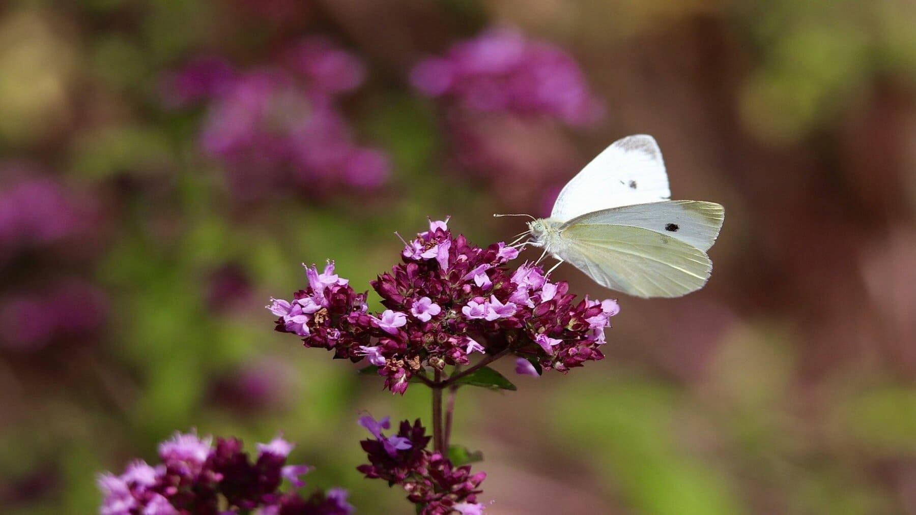 Arranca en España, Francia y Portugal el proyecto 'Restauración de Infraestructuras Verdes para los polinizadores en paisajes fragmentados' (BeeConnected SUDOE)