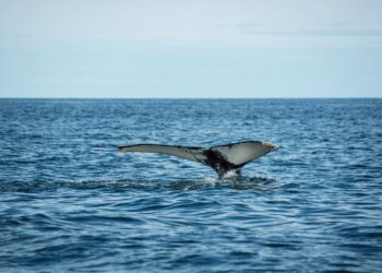 Ballenas y delfines ‘aliados naturales’ contra el cambio climático