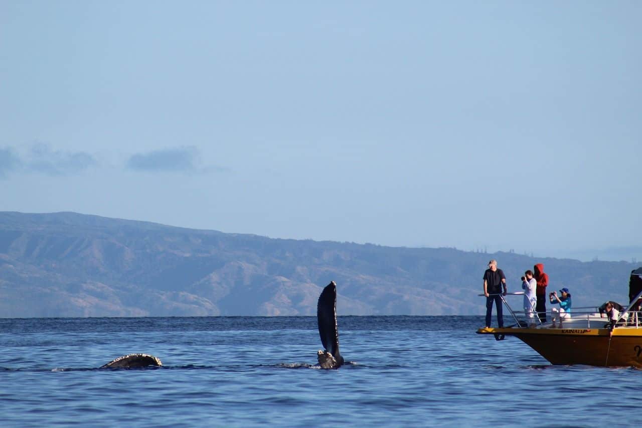 Brasil Río Janeiro crece población ballenas jorobadas