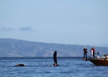 Brasil Río Janeiro crece población ballenas jorobadas
