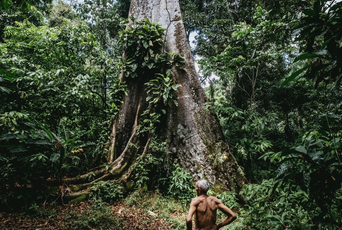 Brasil deforestación áreas indígenas