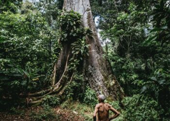 Brasil deforestación áreas indígenas